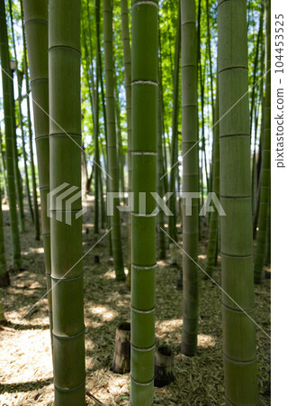 Fresh green bamboo grove in Daimon Takenoko Park [Eco image] 104453525