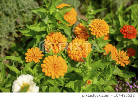 百日草花橙色圖像 104453528