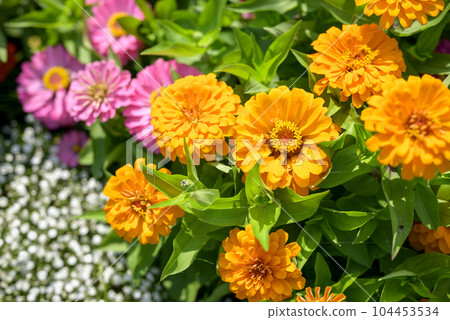 百日草花橙色圖像 百日草花橙色圖像 104453534