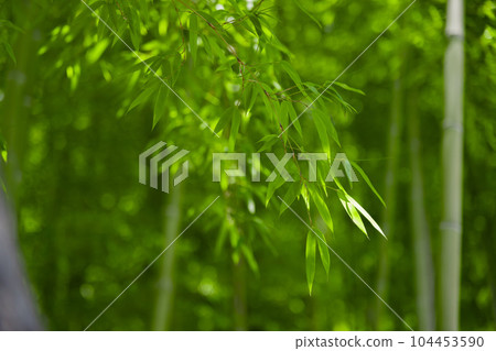 Fresh green bamboo leaves and bamboo grove in Daimon Takenoko Park [Eco image] 104453590