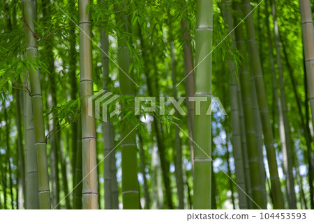 Fresh green bamboo leaves and bamboo grove in Daimon Takenoko Park [Eco image] 104453593
