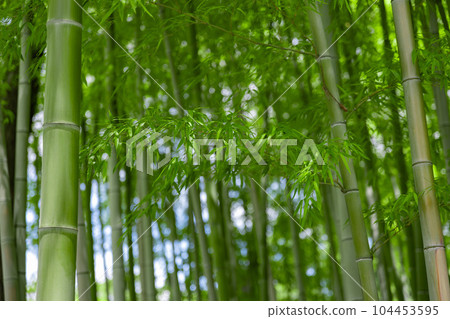 Fresh green bamboo leaves and bamboo grove in Daimon Takenoko Park [Eco image] 104453595