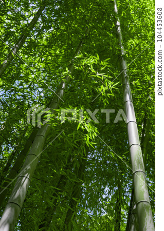 大門竹之湖公園的新鮮綠色竹葉和竹林 [生態圖像] 104453608