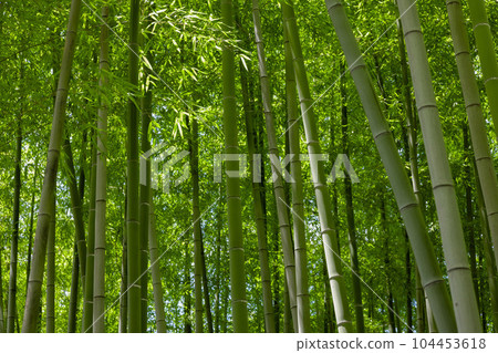 Fresh green bamboo leaves and bamboo grove in Daimon Takenoko Park [Eco image] 104453618