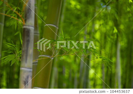 Fresh green bamboo leaves and bamboo grove in Daimon Takenoko Park [Eco image] 104453637