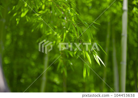 Fresh green bamboo leaves and bamboo grove in Daimon Takenoko Park [Eco image] 104453638