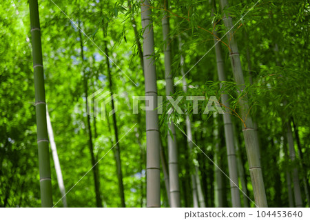 Fresh green bamboo leaves and bamboo grove in Daimon Takenoko Park [Eco image] 104453640
