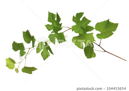 Grape leaves 104453654
