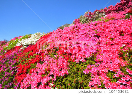 映山紅 104453681