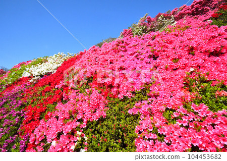 映山紅 104453682