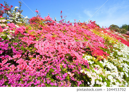 映山紅 104453702