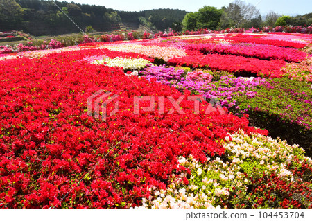 Azalea Azalea 104453704