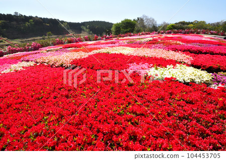 映山紅 104453705