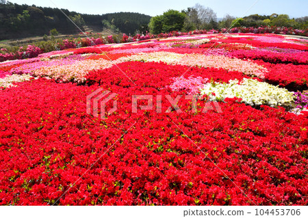 映山紅 104453706