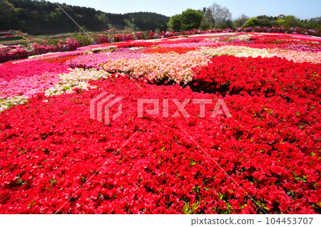 映山紅 104453707