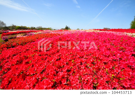 映山紅 104453713
