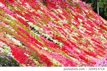 映山紅 104453719