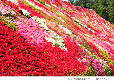 映山紅 104453720