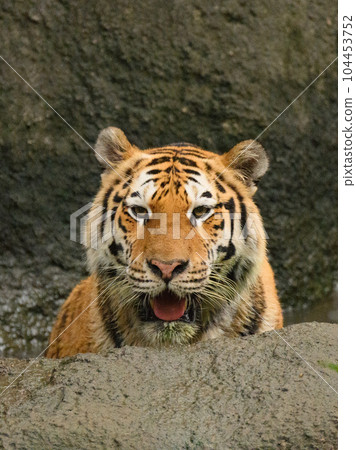 Female Amur tiger bathing in the evening Female Amur tiger bathing in the evening 104453752