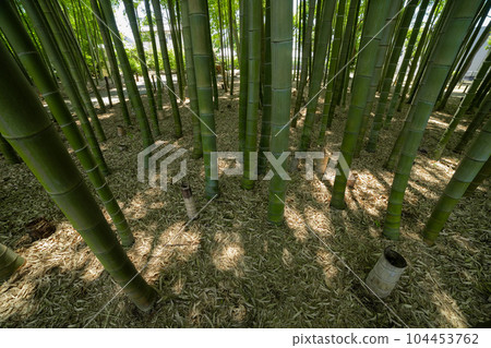 大門竹之子公園的新鮮綠色竹林 [生態圖像] 104453762