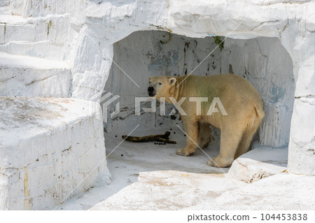 Polar bear Tennoji Zoo 104453838