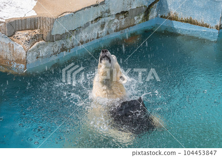 Polar bears playing in the pool Tennoji Zoo 104453847