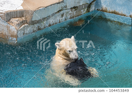 Polar bears playing in the pool Tennoji Zoo Polar bears playing in the pool Tennoji Zoo 104453849