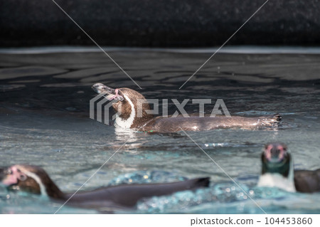 Humboldt Penguin Tennoji Zoo 104453860