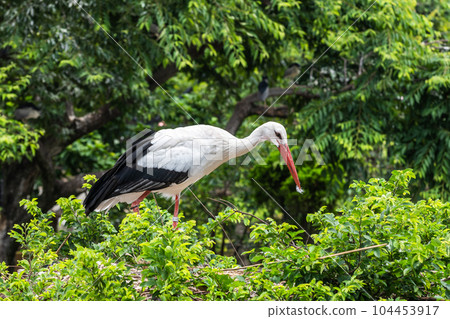 White stork, Tennoji Zoo, Bird's Paradise White stork, Tennoji Zoo, Bird's Paradise 104453917
