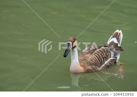 坂津假名天王寺動物園鳥類樂園 104453950