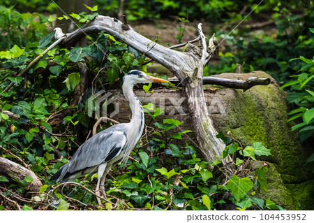 藍鷺 天王寺動物園 鳥類天堂 104453952