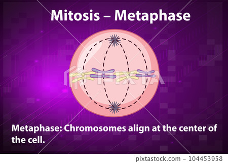 Process of mitosis metaphase with explanations 104453958