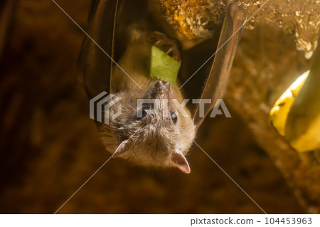 Egypt Rouset flying fox Tennoji Zoo Nocturnal Animal House 104453963