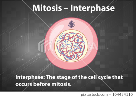 Process of mitosis interphase with explanations 104454110