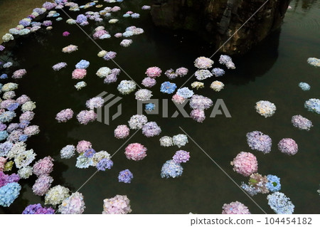 Hydrangea wall of Kuan-ji Temple <Koyasan Shingon Buddhism Osawayama Hana no Tera> [Ikeda City, Osaka Prefecture] 104454182