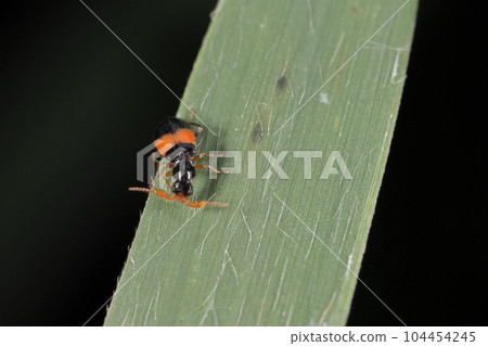 生物昆蟲Hiroobijo Kaimodoki，男性。只有雄性才有形狀奇特的觸角，雄性和雌性的體色相同 104454245