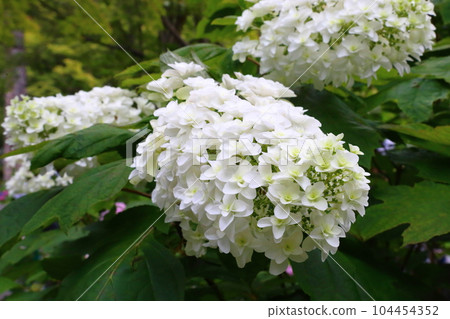 寬寺<高野山真言宗大澤山花寺>[大阪府池田市] 104454352