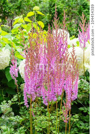 Bright astilbe blooming in the garden 104454389
