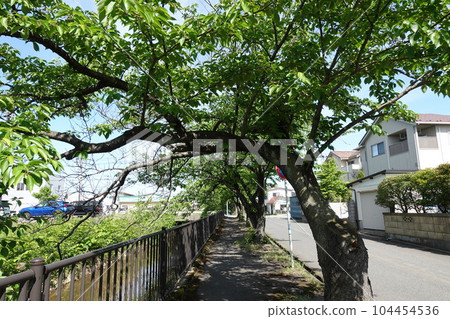 Boardwalk with trees Boardwalk with trees 104454536