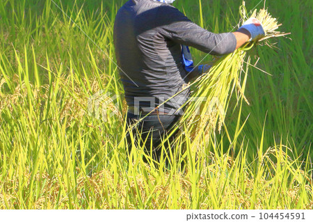 man harvesting rice 104454591