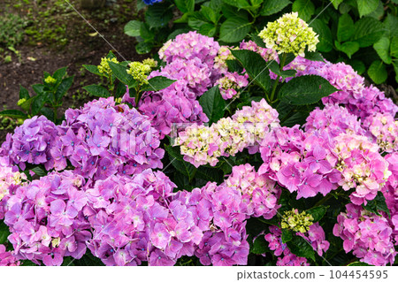 Close up of pink hydrangea flowers in the garden blooming in early summer Close up of pink hydrangea flowers in the garden blooming in early summer 104454595