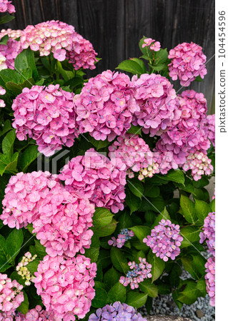 Close up of pink hydrangea flowers in the garden blooming in early summer 104454596