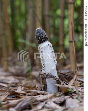 A mushroom growing in a bamboo grove 104454670