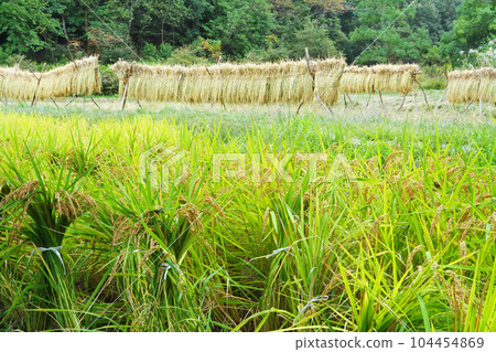 米飯和米飯掛 104454869