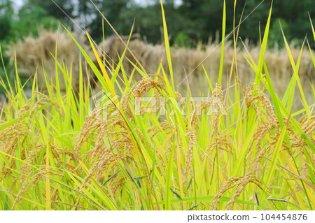 Rice pan and rice hanging 104454876