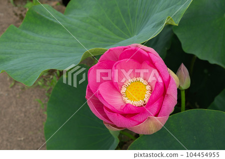 Beautiful ancient lotus flower buds blooming in a pond Beautiful ancient lotus flower buds blooming in a pond 104454955