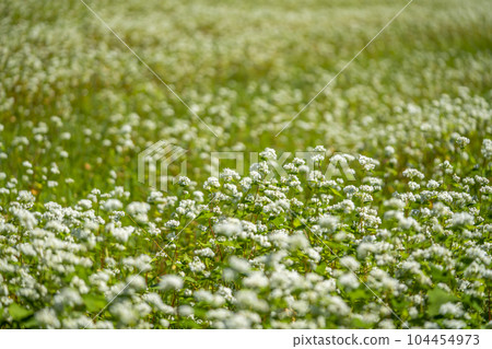 Buckwheat field Buckwheat field 104454973
