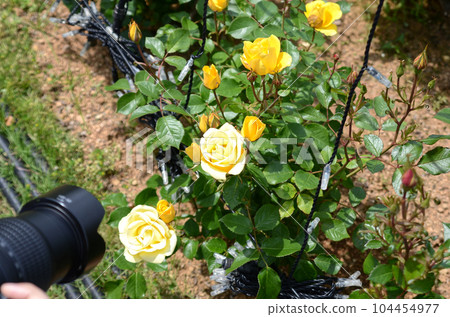 Photo opportunity in the rose garden Photo opportunity in the rose garden 104454977