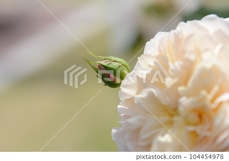 Bud of a rose Bud of a rose 104454978