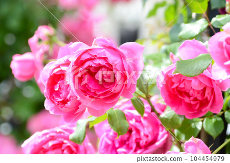 A rose garden A rose garden 104454979